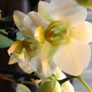 Meet your Posher, Jolanta